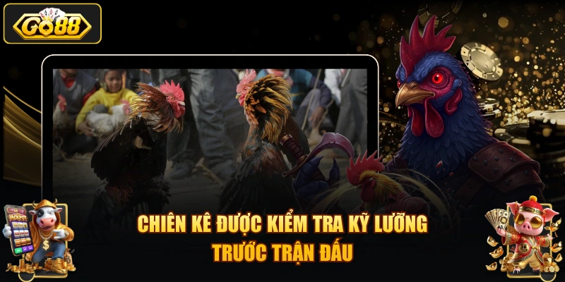 Chiên kê được kiểm tra kỹ lưỡng trước trận đấu