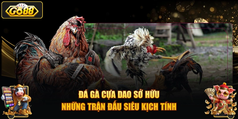 Đá gà cựa dao sở hữu những trận đấu siêu kịch tính