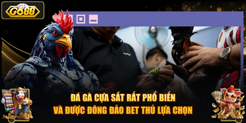 Đá gà cựa sắt rất phổ biến và được đông đảo bet thủ lựa chọn