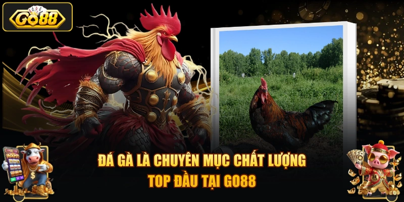Đá gà là chuyên mục chất lượng top đầu tại GO88
