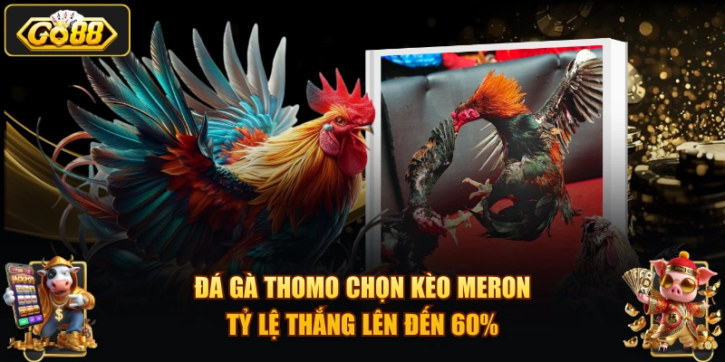 Đá gà Thomo chọn kèo Meron tỷ lệ thắng lên đến 60%