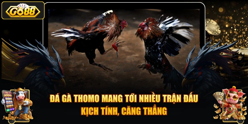 Đá gà Thomo mang tới nhiều trận đấu kịch tính, căng thẳng