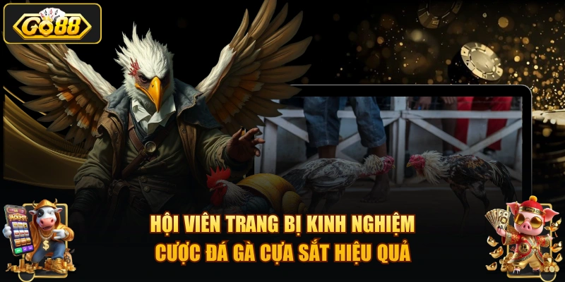 Hội viên trang bị kinh nghiệm cược đá gà cựa sắt hiệu quả