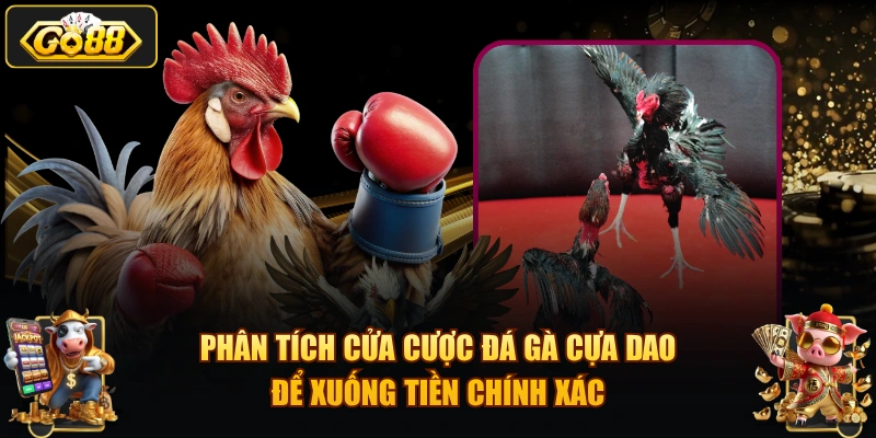 Phân tích cửa cược đá gà cựa dao để xuống tiền chính xác