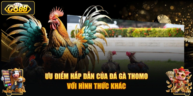 Ưu điểm hấp dẫn của đá gà Thomo với hình thức khác